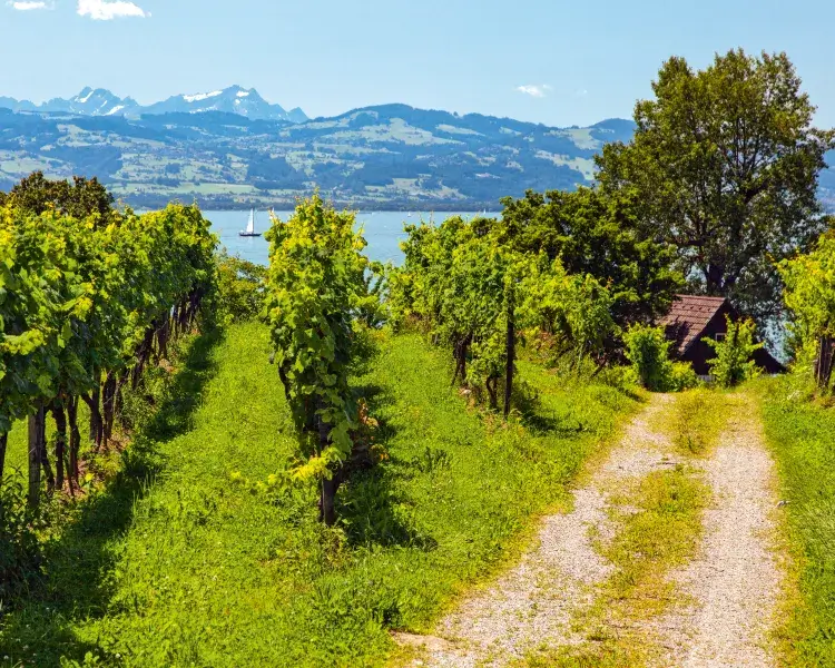 5 Tipps Bodensee Radreisen