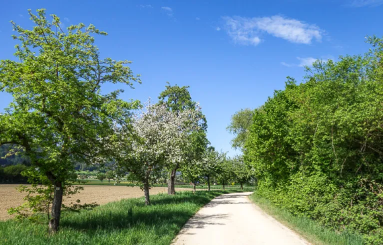 Landschap in de buurt van Bohlingen