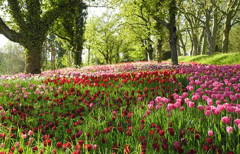 Tulpen op het eiland Mainau