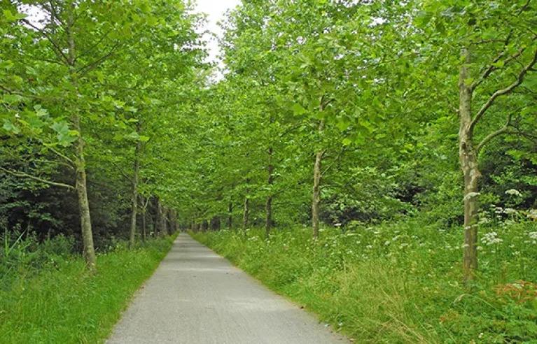 Fietspad naar het eiland Mainau