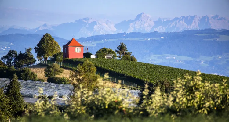 Wijngaarden met uitzicht op de Alpen